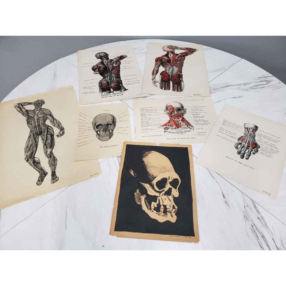 1940s Medical Study Hand drawn Art Of Human body anatomy illustration lot skull